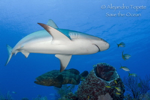 Reef Shark, Gardens of the Queen Cuba by Alejandro Topete 